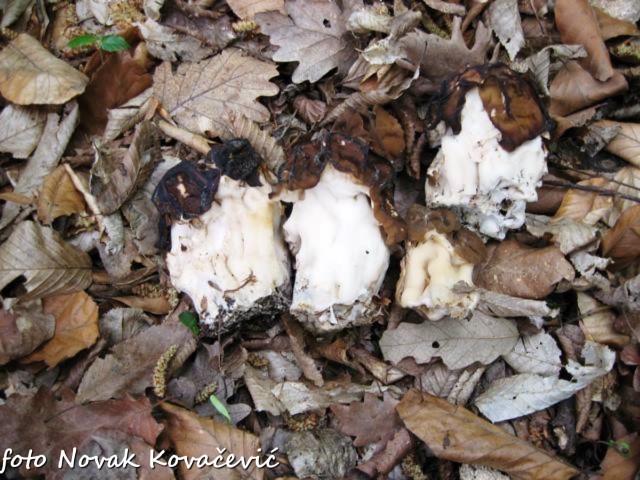 GyromitraGigas