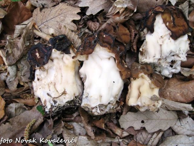 GyromitraGigas1