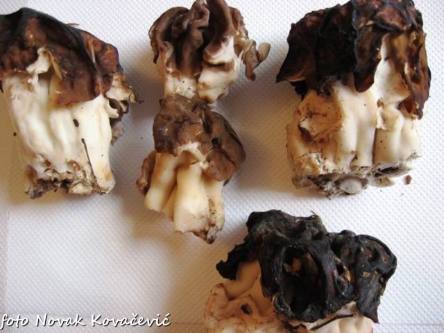 GyromitraGigas2