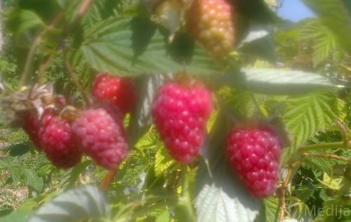 Maline1 B