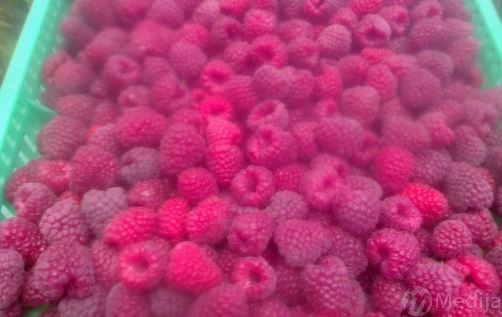 Maline2 B