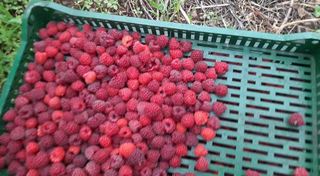 Maline 0624c