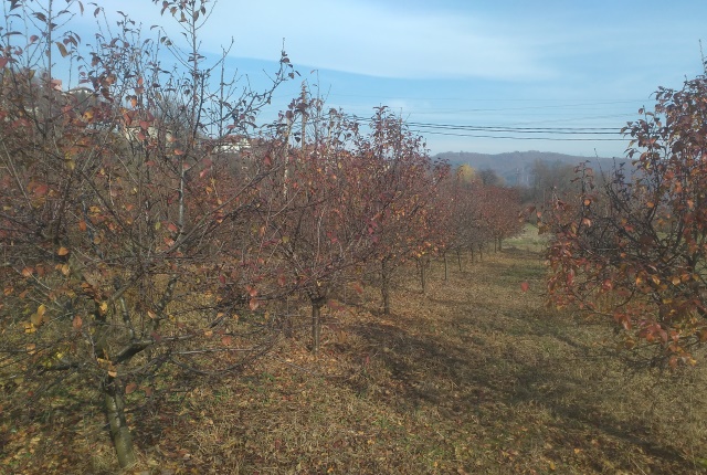 visnjik 1121