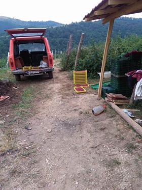 DLipovac maline4