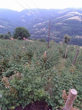 DLipovac maline5