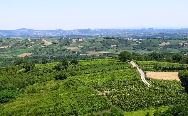 VinogradiZ 0525