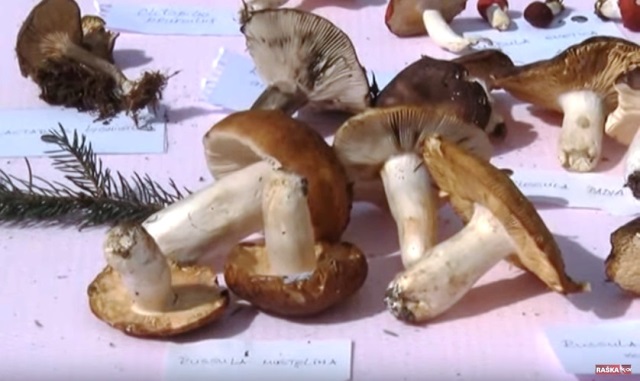 KopDaniVrganja RTVRaska