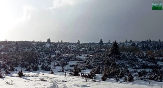Kopaonik NPjeleni0421