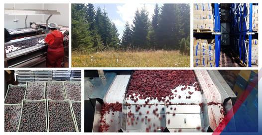 Konkurentno BioFruitsGrasevci