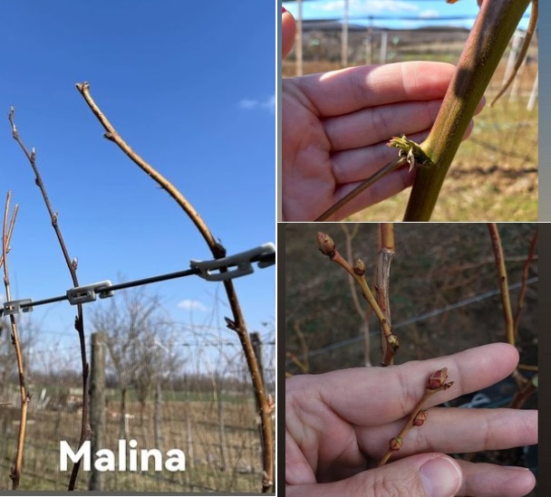 PISSrbija Malina0322