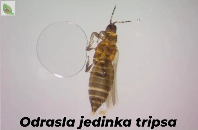 PIS tripsi04