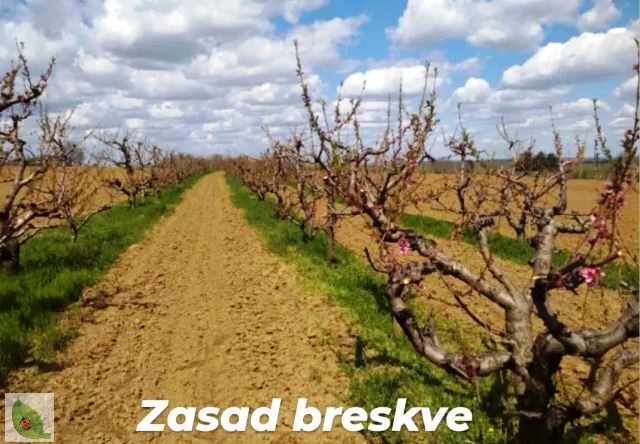 PIS zasadbreskve04