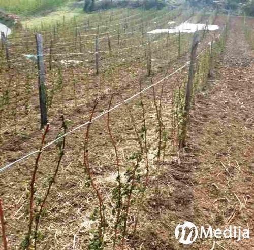 Osreci maline240417 1