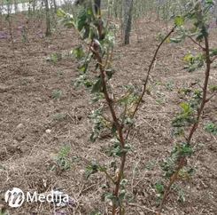 Osreci maline240417 2