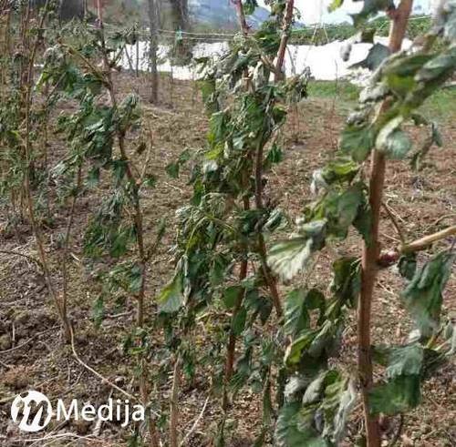 Osreci maline240417 3