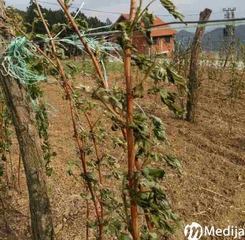 Osreci maline240417 4