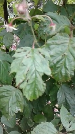 Osredci grad030616 6