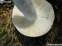 N.KovacevicGBK 4