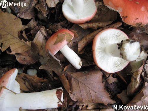N.KovacevicGBK 5